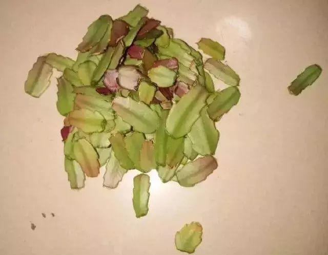 蟹爪兰闹脾气? 把叶子摘摘, 花芽一个劲的往外长!