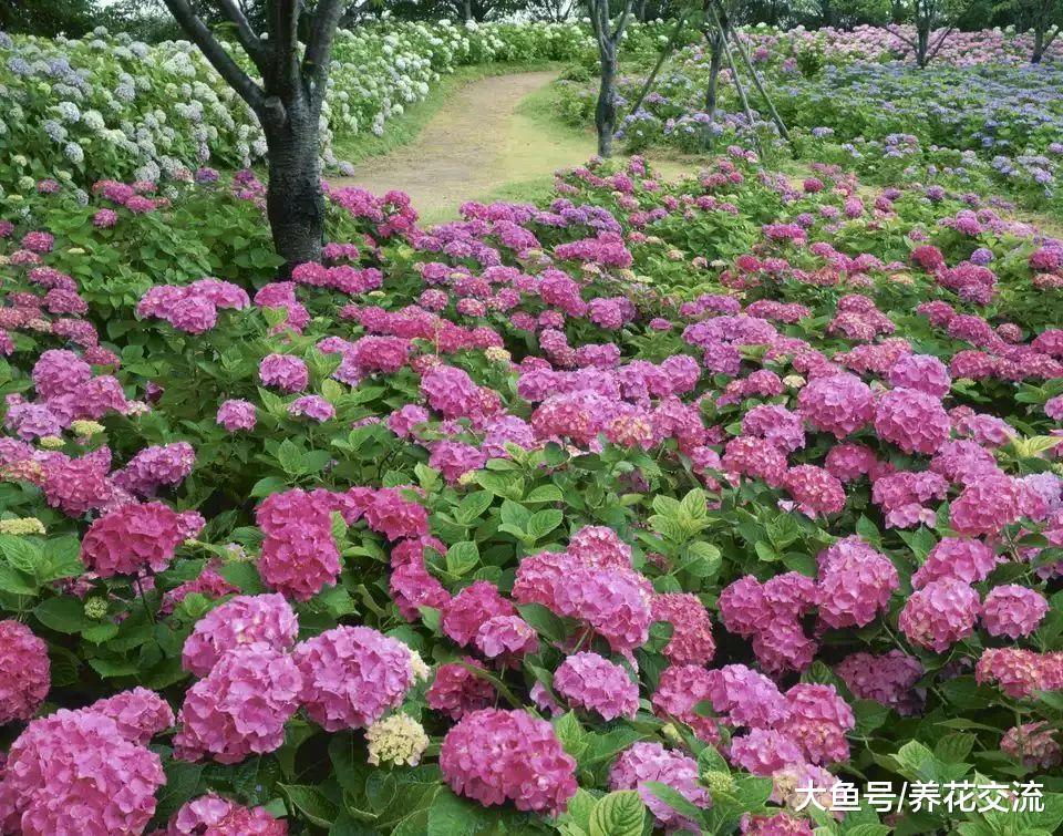 快速得到多盆绣球花, 只要掌握这种枝条扦插方法就行了