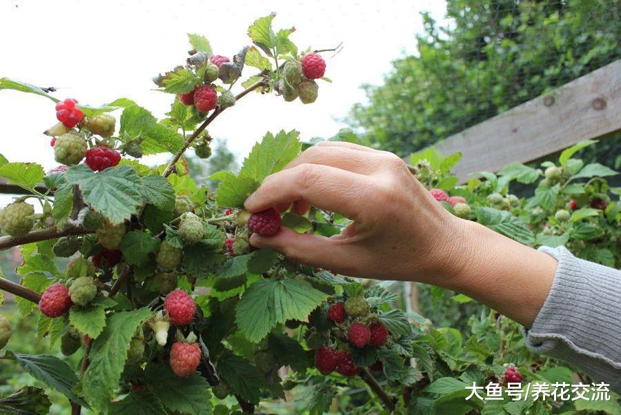 用这些技巧栽种覆盆子, 在院子里养就能每年结果