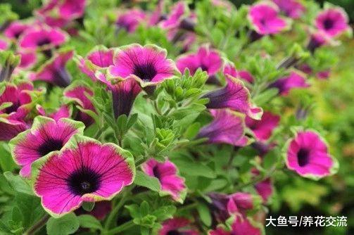 矮牵牛在春秋季节的繁殖方法, 夏季花开旺盛的几个技巧