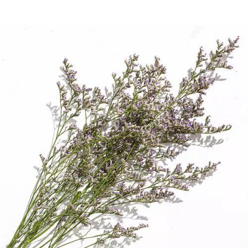 这草光是听名字, 没有半点杀伤力, 其实用来灭苍蝇可是一把好手!