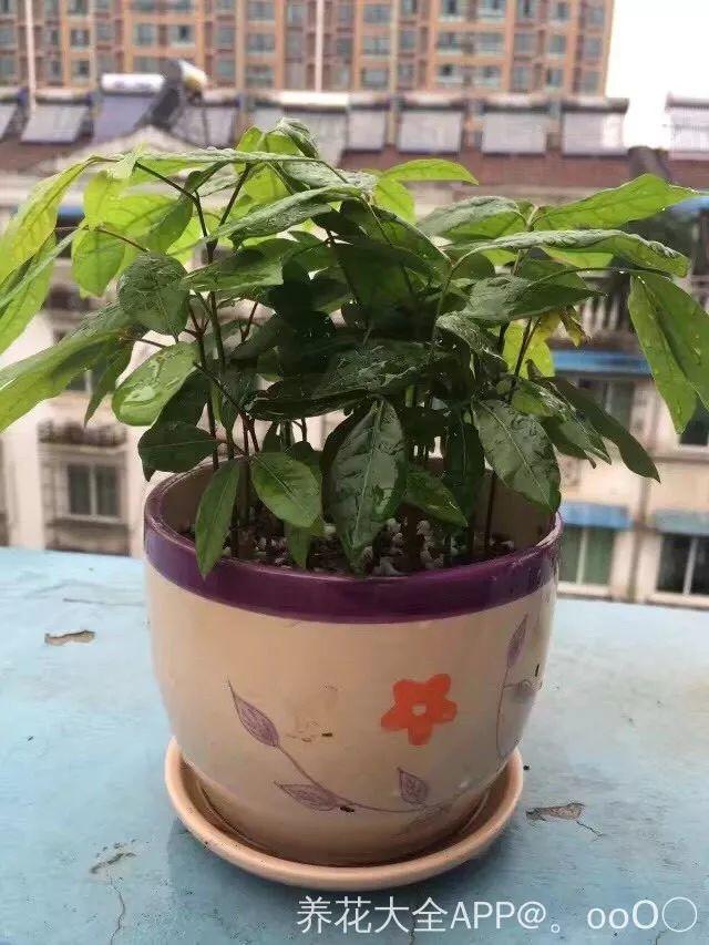 水果籽丢盆里, 呼呼冒绿芽, 长的绿萝还要快!