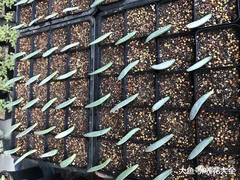 这些多肉, 虽然长得离谱, 却是肉界的爱马仕!