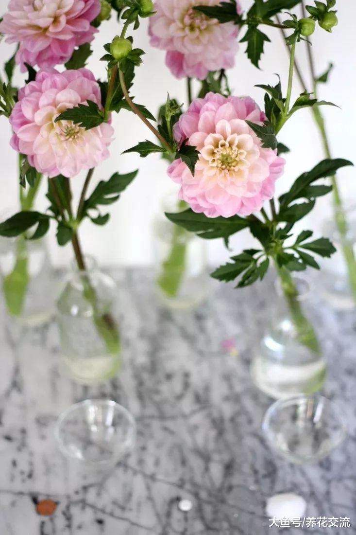 想要让朋友送你的花开更久, 下面这种方法就可以帮到你