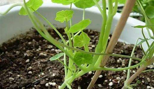 花肥不如这种“废料”, 浇一次肥效足, “植株”棵棵长势旺!