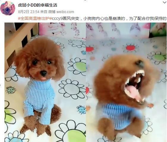 马蓉为产财奋起一搏, 联合水军同时上线, 告张起淮也暗地里黑她