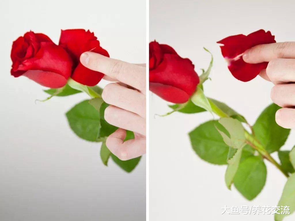 买来的玫瑰插花用这些技巧插在水中可保鲜一两周