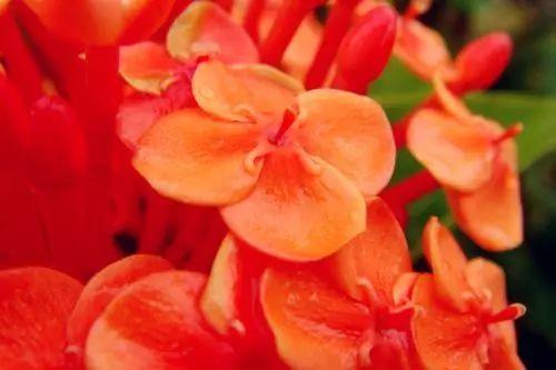 这种常年开花的龙船花该怎么养殖? 怎么才能开爆盆?