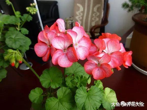 这9种花, 单瓣变双瓣, 瞬间美的像天仙!