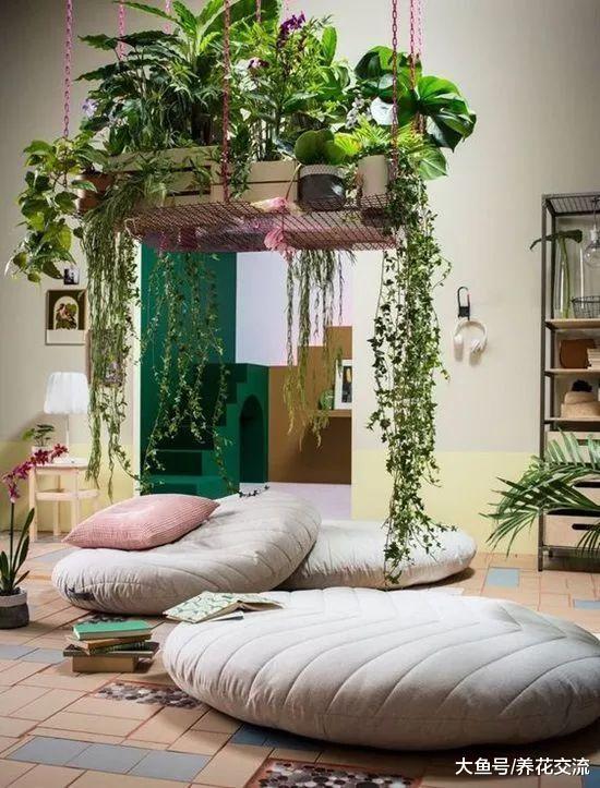 这15个花友的室内植物摆设你更喜欢哪个, 室内绿洲就是这感觉