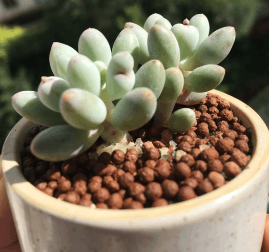 多肉烂根不肯长? 趁现在换个盆, 秋天又美又胖!