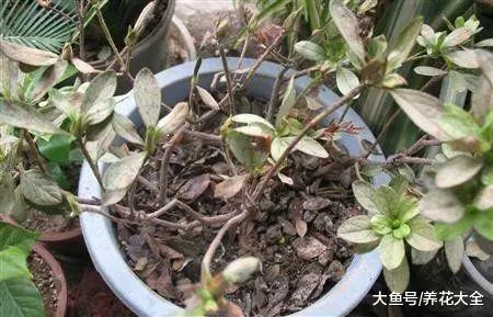 杜鹃一碰叶就掉? 那就用这招, 不然就只剩杆了!