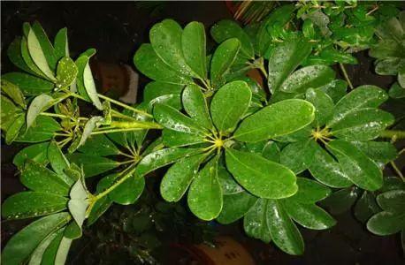 观叶植物针对不同的月份进行养护, 才能叶片常绿, 没虫没病害!