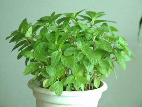 在卫生间养这“3种”植株, 异味少, 空气清!