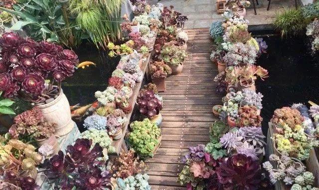 原先只能在景区才能看到的多肉园子, 他在自己家实现了! 邻居都跑着来看!