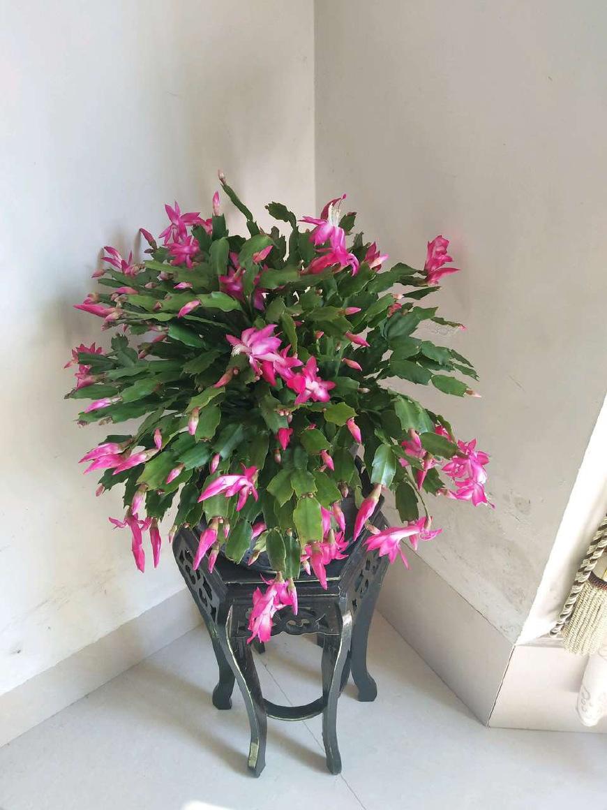 儿子的牛奶“过期了”, 浇在绿萝、蟹爪兰花盆中, 比花肥还有效