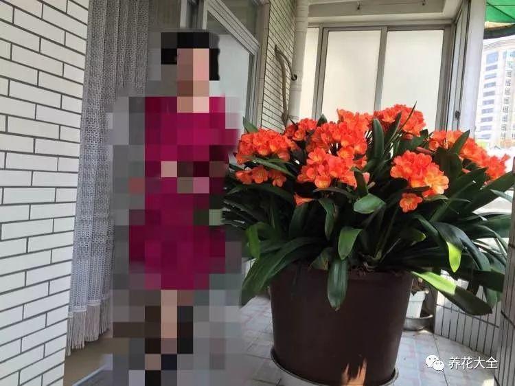 别人家的君子兰, 一养就是20年, 满盆都是大花球!