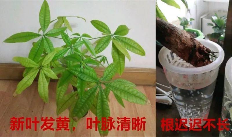 水里丢点料, 花根壮的像打药, 黄叶蚊虫全没了!
