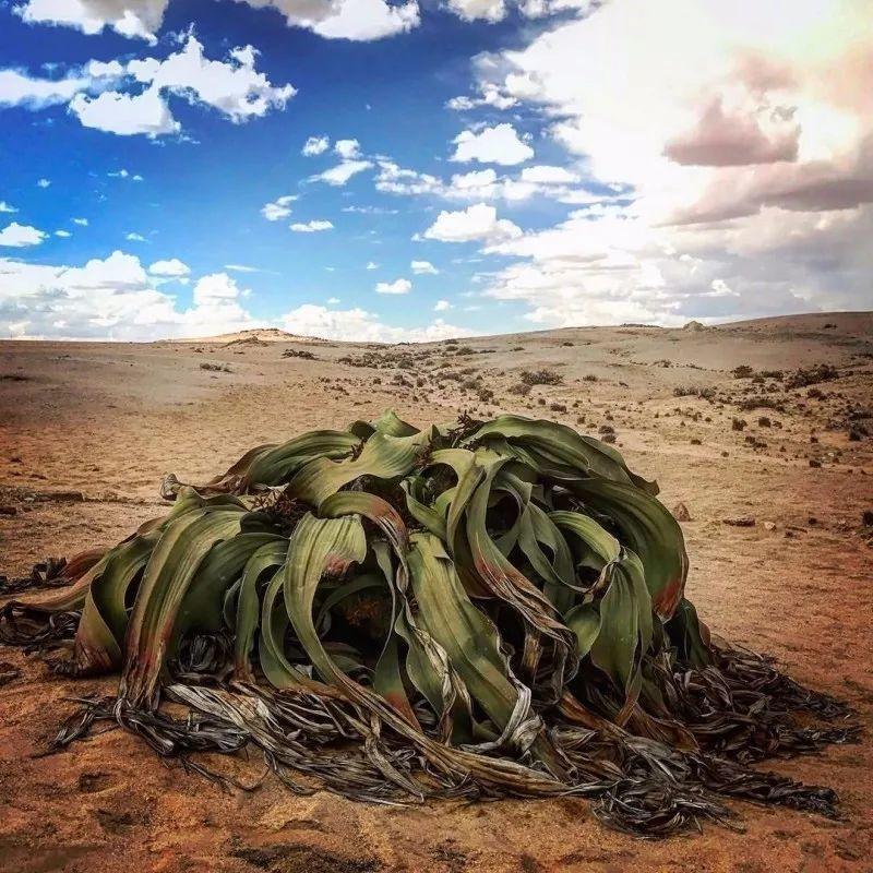 养花就选木芙蓉, 天天变颜色, 养一盆顶三盆!