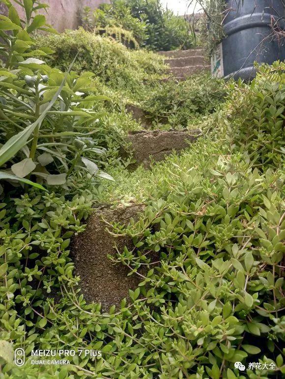 越热越长个儿, 这些花一到夏天就疯长, 爬满整个院子!