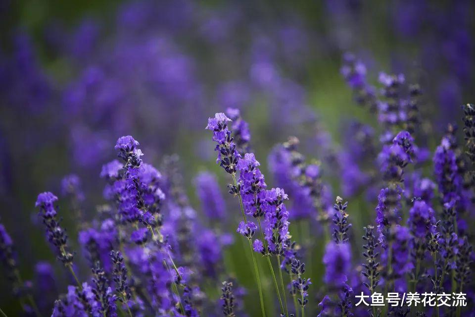 7种观赏性特别好的开花植物, 花朵清香, 看着能让心情舒缓