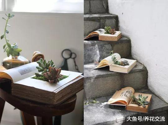 废弃的书本用这些方法就能改造成桌面盆栽, 文艺小清新的观赏多肉