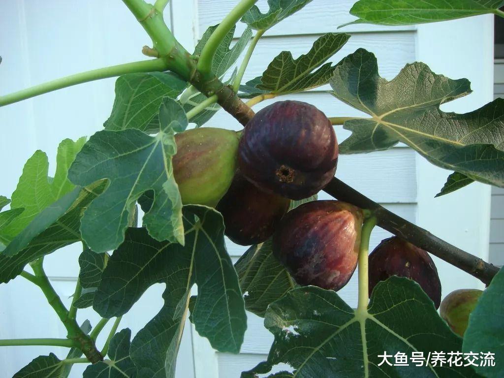 如何在阳台上促进盆栽无花果生长旺盛, 促进结果的技巧