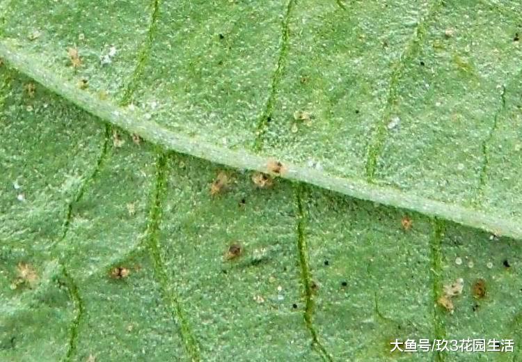 植物病虫害中的小霸王——红蜘蛛