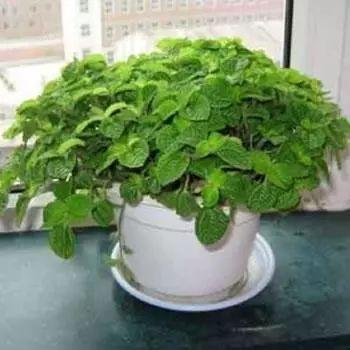 甲醛、挥发物、有害物质都不用担心, 一盆吸毒草就搞定!