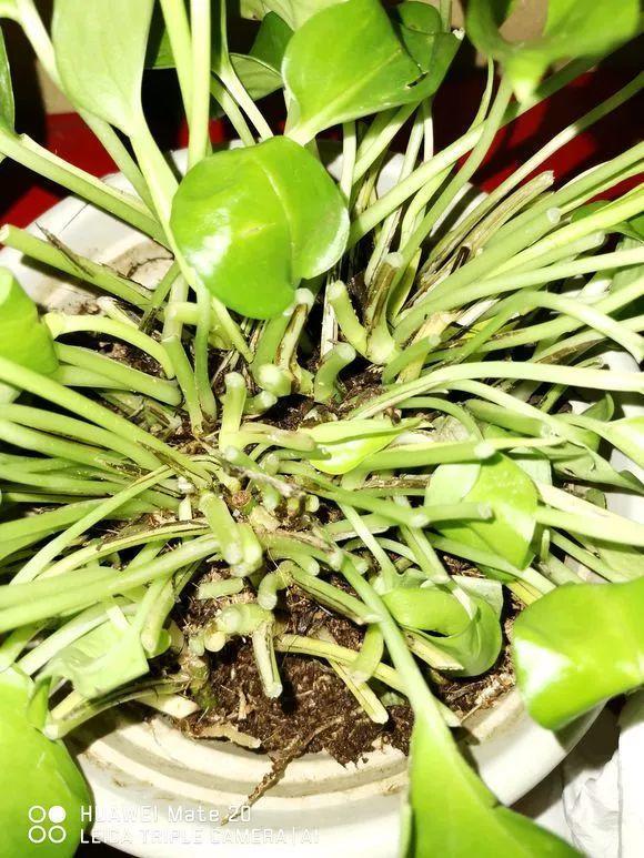 绿萝被风一吹, 不是黄叶就是烂根, 戴个“帽子”连药都省了!