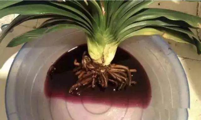 君子兰养好几年不长个, 老花农用2招, 新叶呼呼往外窜!