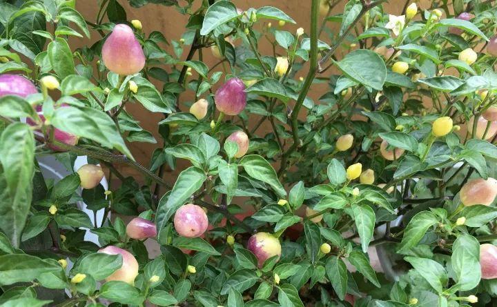 4块钱买盆五彩椒, 突突冒出小果子, 做成辣酱能吃3碗饭!