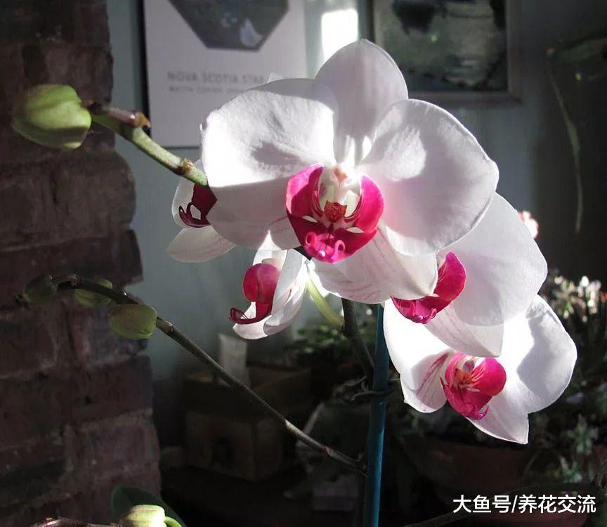 秋季在家里种上这些花卉, 整个冬春季节家里都是灿烂的花朵