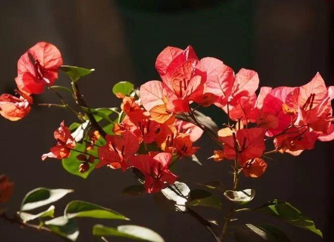 屋里甲醛超没超标, 看花就知道, 一萎蔫赶紧通风!