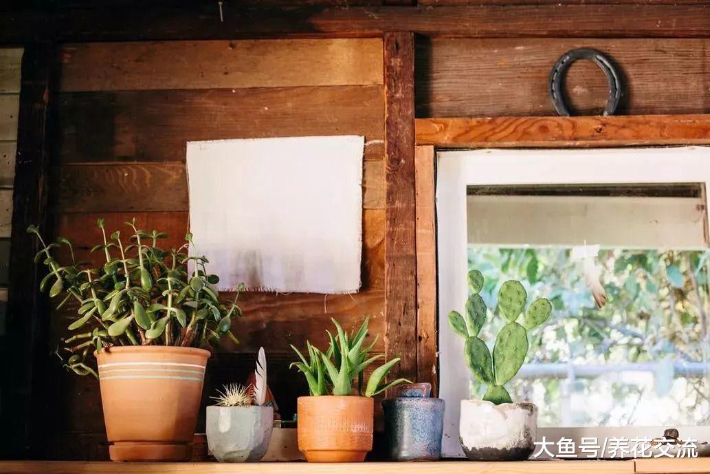 经常忘记给植物浇水的朋友, 在室内养玉树盆栽就很适合