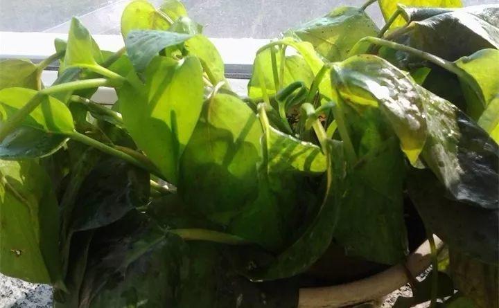 家里的花不是黄叶就是烂根? 找对原因, 才能治好长新芽!