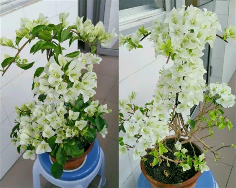 三角梅发财树, 被爷爷编上小辫儿, 疯狂冒新叶花朵呼呼开!