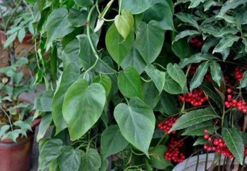 这些自带飘逸属性的“活”窗帘, 能让你家提升好几个档次呢!