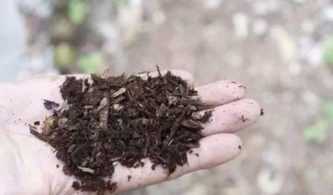 这东西一毛钱不值, 铺花盆里, 叶片肥大油绿长满盆!