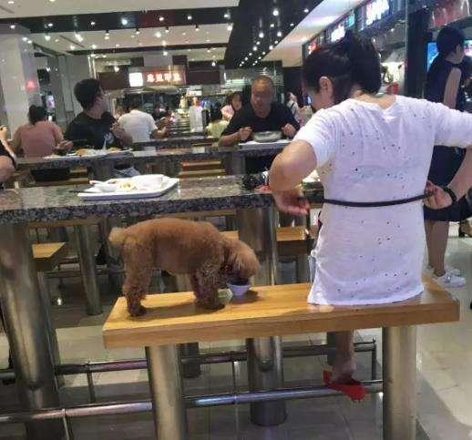 女子在饭店用碗给宠物喂食, 网友: 缺德!