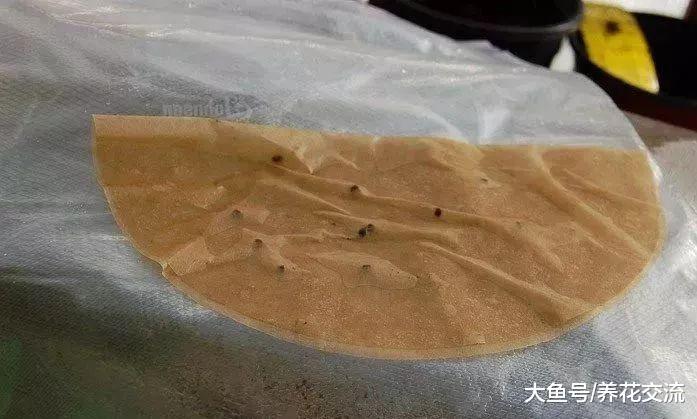 用种子就可以在室内培育飞燕草, 长成华丽的开花植物