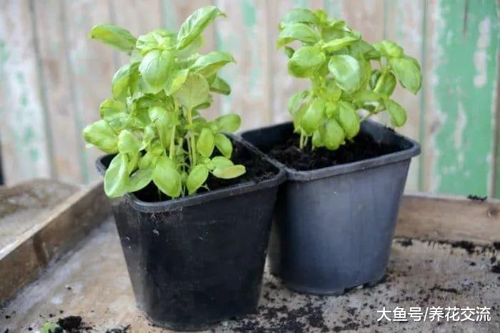 5种养在院子里特别容易的花园植物, 春暖后就可以直接播种繁殖