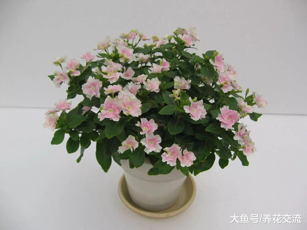 长春花越是暴晒花朵开得越旺盛, 没想到它是有毒植物