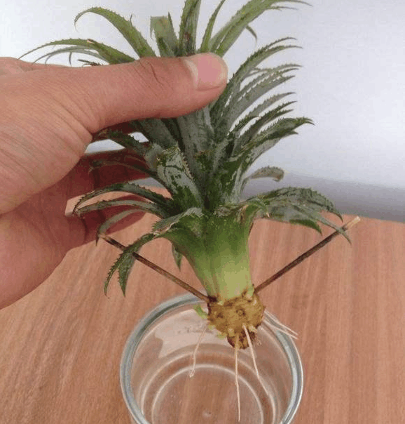 削凤梨的时候, 这个东西不要扔, 种在盆里可以再生小凤梨