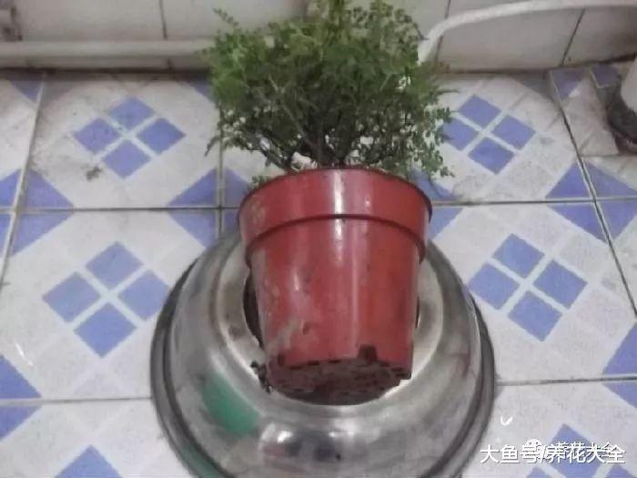 给花套上它, 再用水一冲, 虫子全都不见了!