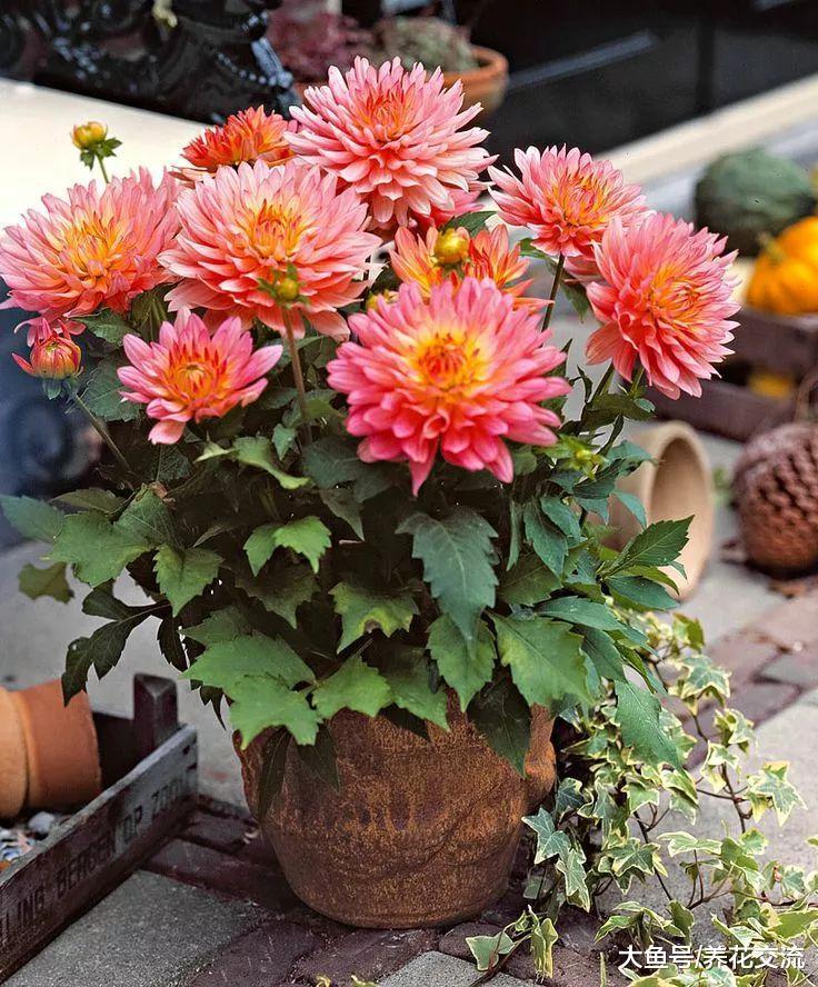 夏季开成五彩花卉的10种花, 在光照充足的地方生长特别旺盛