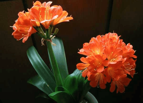 家里君子兰“不开花”? 花盆土还“硬”, 那还不赶紧换盆!