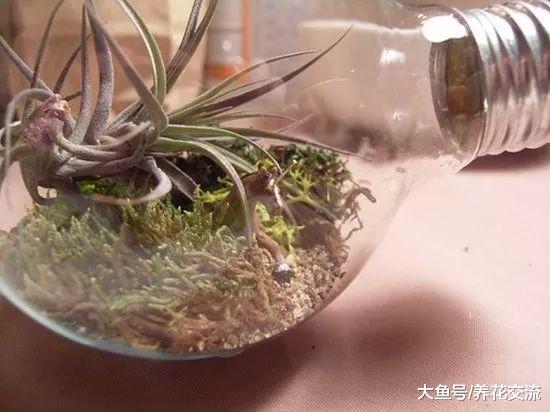 8个用废弃的灯泡制作出来的盆栽景观, 还能悬挂在墙上养护
