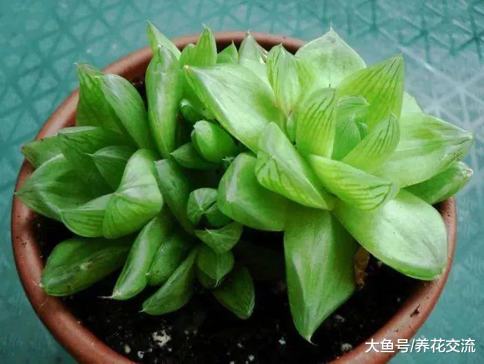 宝草、草玉露用这些技巧养护, 比其他的玉露还好看