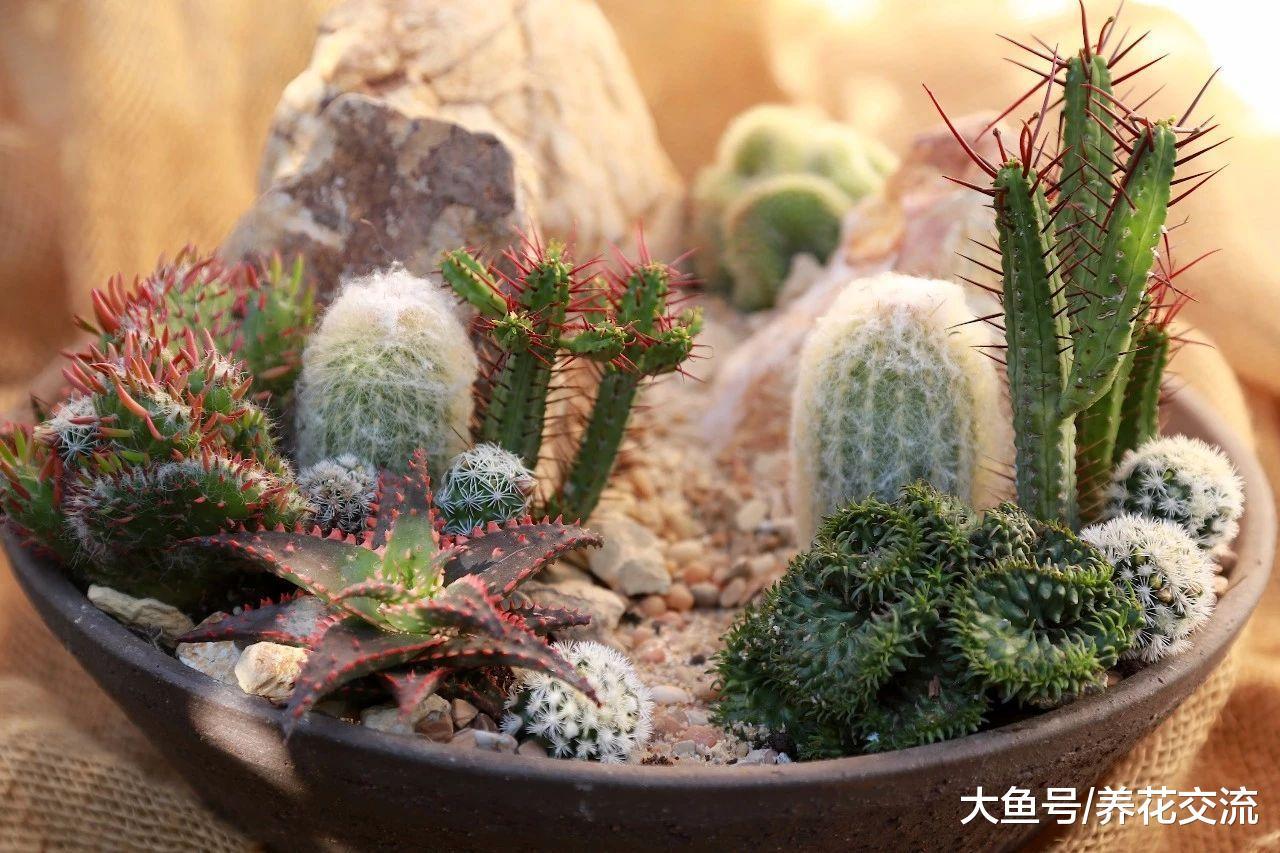 养护多肉植物的5个常见的技巧, 播种和培育都很容易上手